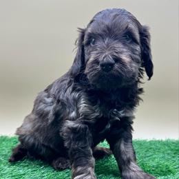 Hickory - Chocolate male Goldendoodle puppy in Hendersonville, North Carolina from Kim's Cove Dog Co.