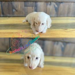 Dachshund Puppies from Dachshund Universe