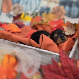 Yorkshire Terriers from Royal Riff Yorkies