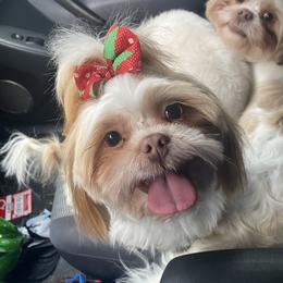 Penny - Shih Tzu