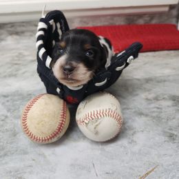 Dachshund Puppies from Climate City Doxies