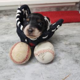 Dachshund Puppies from Climate City Doxies