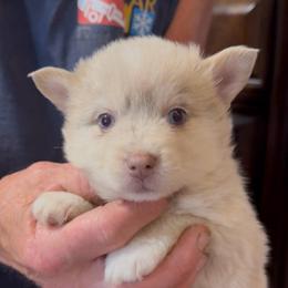 Gennie - Lavender female Pomsky puppy in Spring Hill, Florida from PDQ Pomskies