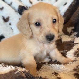 Rigatoni - Cream male Dachshund puppy in Perkins, Oklahoma from 4B Dachshunds