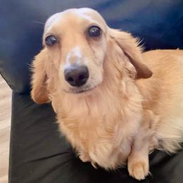 Claire - Dachshund