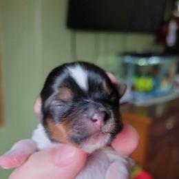 Yorkshire Terrier Puppies from Paw-Perfect Palace