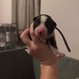 Champange (Pink) - Tri-color female Border Collie puppy in Lodi, California from R3 Sport Dogs (Rafter 3 Ranch)