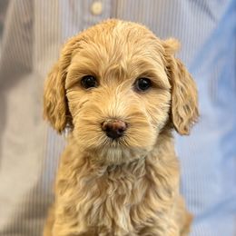 Green Boy - Apricot male Australian Labradoodle puppy in Bend, Oregon from High Desert Labradoodles