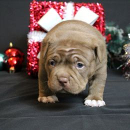 Yellow Collar - Chocolate tri-color female American Bully puppy in Easton, Maryland from Night Court Bullies
