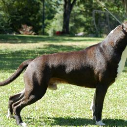 Axl - American Staffordshire Terrier