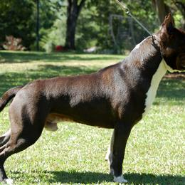 Axl - American Staffordshire Terrier