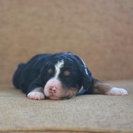Dark Blue collar male - Tri-color male Bernedoodle puppy in Scottsboro, Alabama from Dixie Land Doodles
