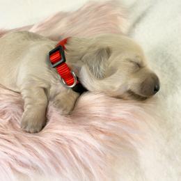 Snickerdoodle - Cream male Dachshund puppy in Sacramento, California from MiniDoxPups