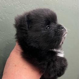 Gilligan - Black male Pomeranian puppy in Arizona from Ma Petite Amore Pomeranians