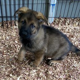 German Shepherd Puppies from Eisenkraft K9’s