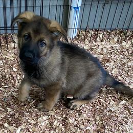 German Shepherd Puppies from Eisenkraft K9’s