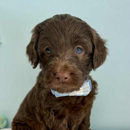 Aussiedoodle and Labradoodle Puppies from Doodles on Duty