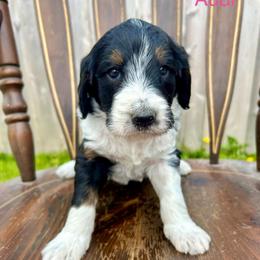 Audi - Tri-color female Bernedoodle puppy in Urbandale, Iowa from Bernedoodlesbest