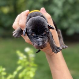 Black girl -yellow color - Black and rust female Doberman Pinscher puppy in Old Bridge, New Jersey from Wizard Ost Revolution kennel
