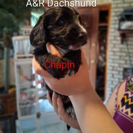 Chapin - Black male Dachshund puppy in Columbia, South Carolina from A&R Dachshund