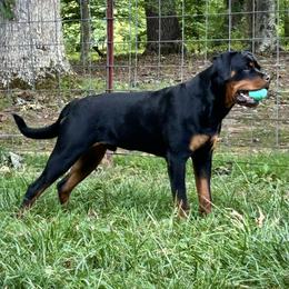 Rottweilers from Vom Rohrbach Rottweilers