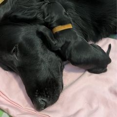 Flat-Coated Retriever and Golden Retriever Puppies from LaDean Faris