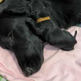 Flat-Coated Retriever and Golden Retriever Puppies from LaDean Faris