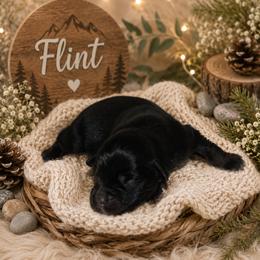 Flint - Black tri male Miniature Australian Shepherd puppy in Paris, Texas from Kuttin’ Up Mini Aussies