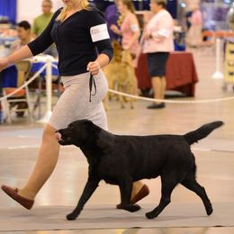 Labrador Retrievers from Texas Pride Labradors