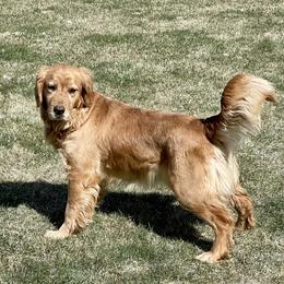 Ruby - Golden Retriever