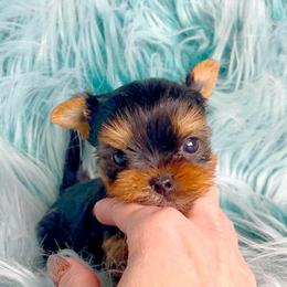 Biscuit - Blue and gold male Yorkshire Terrier puppy in Kendallville, Indiana from Yorkies Kisses