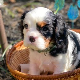 Cavalier King Charles Spaniels from Meyer's Cavalier