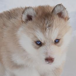 Pomsky Puppies from Foxfire Arctic Spitz