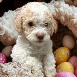 Beige Girl - Orange female Lagotto Romagnolo puppy in Chicago, Illinois from Midwest Lagotto Romagnolo