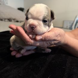 Girl 2 - Blue female Boston Terrier puppy in Richburg, South Carolina from Hidden Valley Bostons