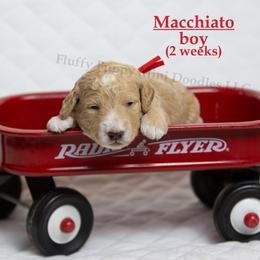 Macchiato RED COLLAR  Boy    3500 - Apricot male Goldendoodle puppy in Corona, California from Fluffy Puppy Mini Doodles LLC