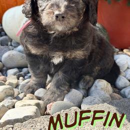 Muffin - Sable female Aussiedoodle puppy in Ellenburg Center, New York from Kristin's Puppies