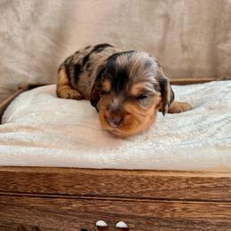 Boy 3 - Dapple male Dachshund puppy in Franklin, Tennessee from Wendy's Weenies
