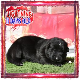 LIGHTNING - Black female German Shepherd puppy in Murrieta, California from Diamond Oaks German Shepherds