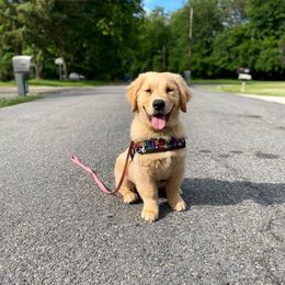 Golden Retriever Puppies from OPK GOLDENS