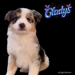 2nd Pick Blue Merle Female - Blue merle female Australian Shepherd puppy in Gainesville, Texas from Lady Luck Aussies