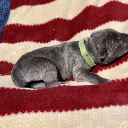 Ace - Gray brindle Cane Corso puppy in Asheville, North Carolina from War Dogs