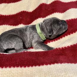 Ace - Gray brindle Cane Corso puppy in Asheville, North Carolina from War Dogs