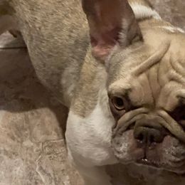 Mable - French Bulldog