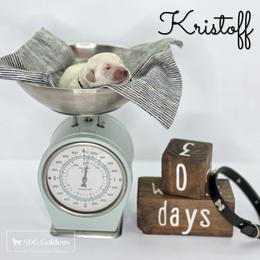 Kristoff - Light golden male Golden Retriever puppy in Carthage, Missouri from SDG Goldens