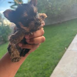 Female 2 - Blue and gold female Yorkshire Terrier puppy in Pomona, California from Carbajal Yorkshire Terriers