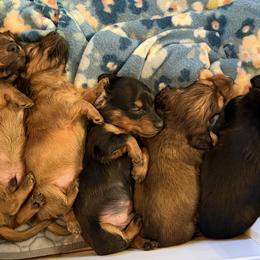 Dachshund Puppies from Southern Bloom Dachshunds