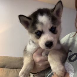 Girl 1 - Gray and white female Siberian Husky puppy in Laneville, Texas from ETX Huskies