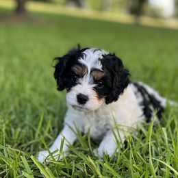 "Dora "the explorer"!" Cavapoo Puppies from Southern Charm Cavapoos