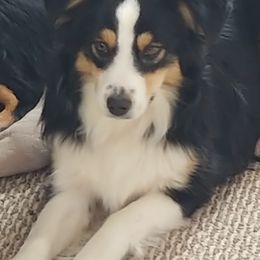 Miniature Australian Shepherds and Toy Australian Shepherds from Wild West Mini and Toy Aussies
